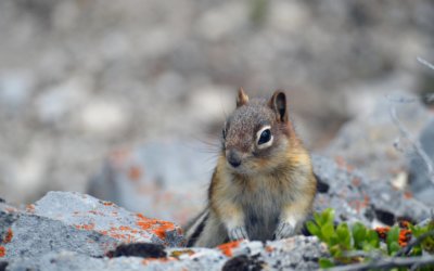 Squirrel AI: Adaptive Learning with AI and Big Data