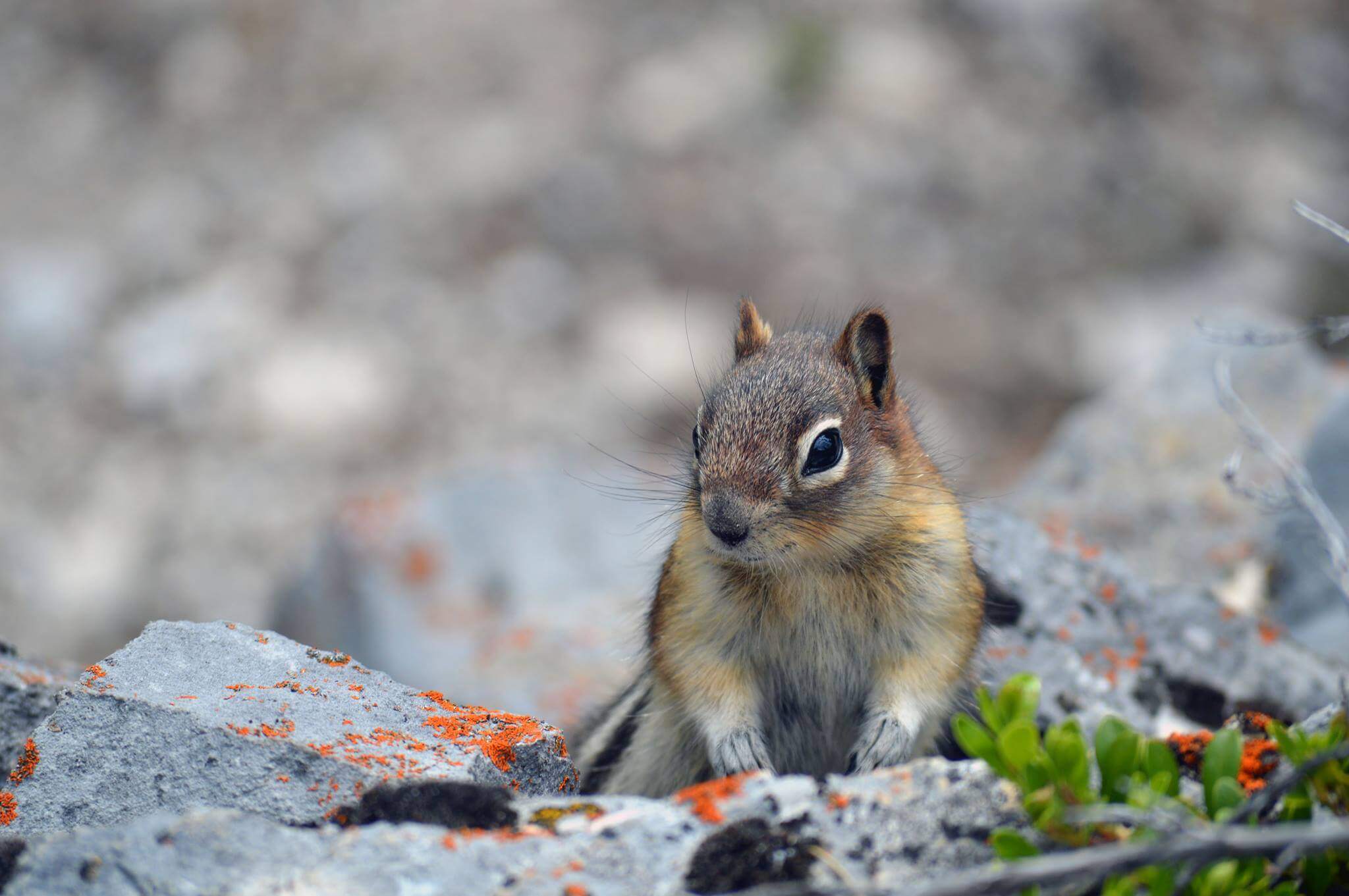 Squirrel AI: Adaptive Learning with AI and Big Data